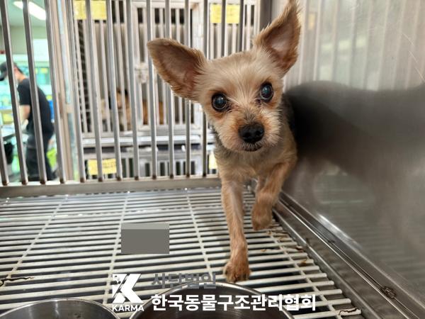 한국동물구조관리협회_411315202500325